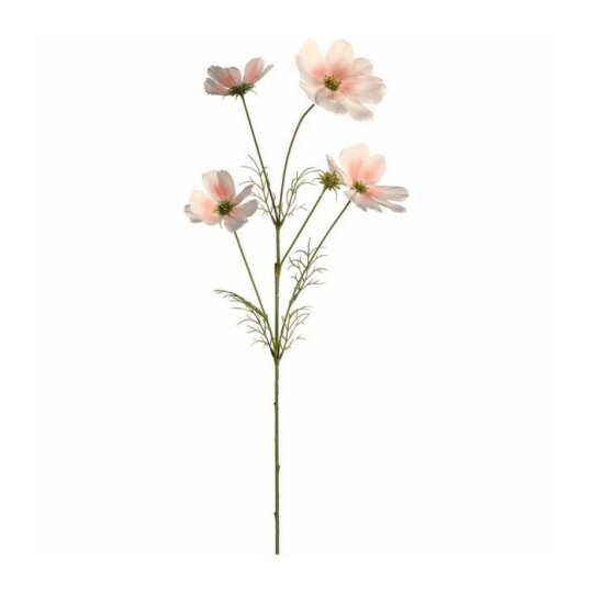 Image of Luminosa - декоративен цвет 67 см cosmea apricot