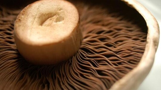 Image of Неотровни факти за печурките