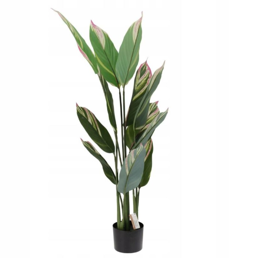 Product Image from the Gallery