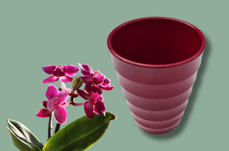 Image  of ИНТЕРТРЕНД САКСИЈА  907 ОРХИДЕЈА БОРДО 14ЦМ