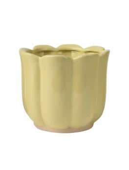 Image  of САКСИЈА 11Х9 СМ ЦВЕТ ЖОЛТА